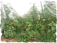 tomaten.webp