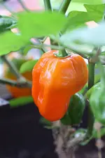chili_130923.webp