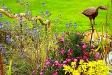 Bartblume_HeavenlyBlue und Herbstaster am 600er_1024.webp