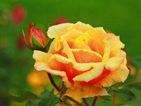 Caramella_Nachblüte_1024.webp