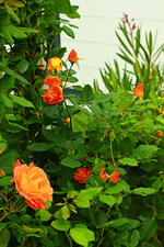 Nachblüte Orange Dawn2_600.webp