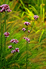 Eisenkraut an Lampenputzer_600.webp