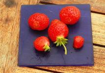 letzte Erdbeeren_900.webp