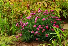 mehrjährige große Herbstaster_1024.webp