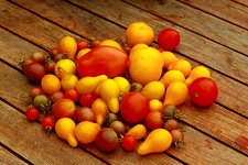 Tomaten gabs heute auch nochmals_900.webp