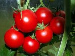 tomate-pannovy-f1.JPG