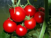 tomate-pannovy-f1.webp
