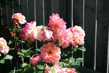 Augusta Luise Zweite Blüte.webp