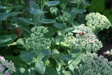 fette Henne.webp