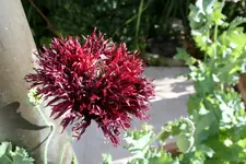 schwarzer Mohn 3.webp