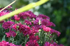 Blümchen im Topf.webp