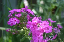 Phlox pink.webp