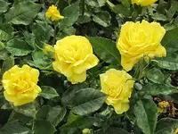 058.webp