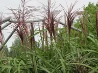 Bilda 0399.webp