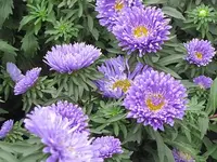 081.webp