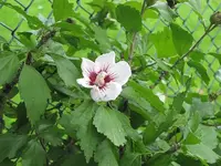 138.webp