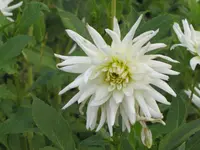311.webp
