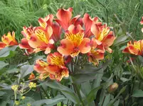 128.webp