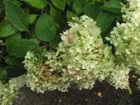 078.webp