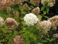 Bild 344.webp