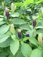 unbekannte blumen.webp