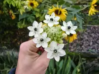 CIMG1414.webp
