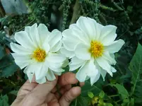CIMG1388.webp