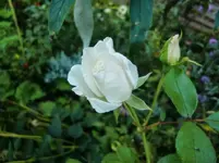 CIMG1361.webp