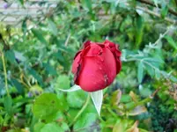 CIMG1362.webp