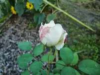 CIMG1364.webp