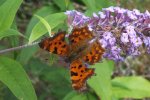 2013_0921Sommer0015.jpg