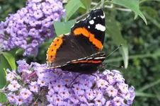 2013_0921Sommer0017.webp