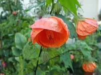 CIMG1367.webp