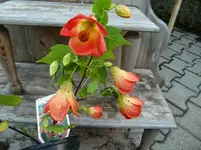 CIMG1372.webp
