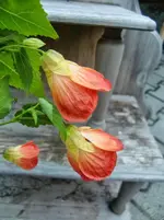 CIMG1373.webp