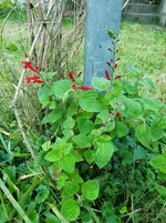 CIMG1380.webp