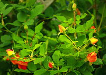 Nachblüte Orange Dawn1_1024.webp