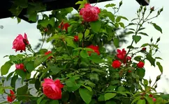 tolle Nachblüte des namenlosen Hochstammes_1024.webp