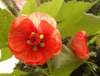Abutilonrot.webp