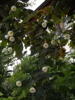Abutilonweiß.webp