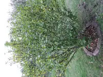 DSC04930.webp