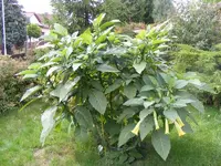 Engelstrompete 24.9.2013.webp