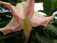 ET Blüte 24.9.2013.webp