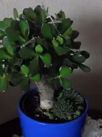 geldbaum2.webp