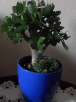 geldbaum1.webp