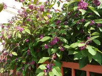 SAM_1657.webp