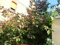 SAM_1659.webp