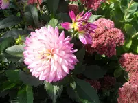 SAM_1667.webp