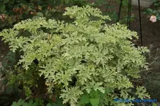 comp_DSC00461.webp