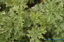 comp_DSC00463.webp